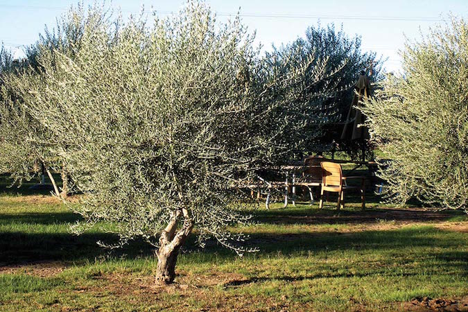 Photo: Queen Creek Olive Mill 